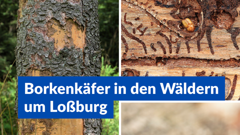 Borkenkäfer in den Wäldern um Loßburg