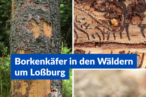 Borkenkäfer in den Wäldern um Loßburg
