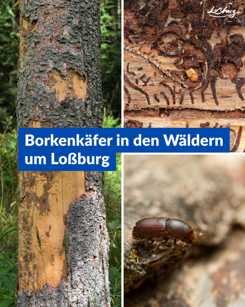 Borkenkäfer in den Wäldern um Loßburg