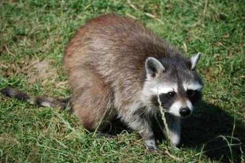 Infoflyer Waschbär
