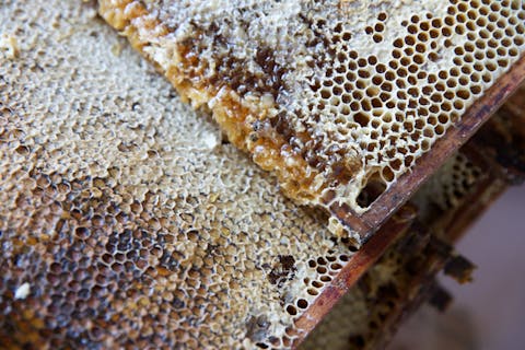 Bienenwabe