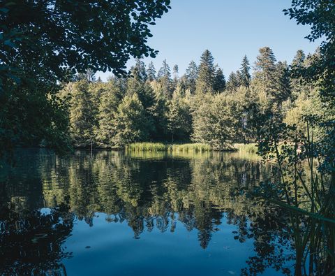 Kinzigsee